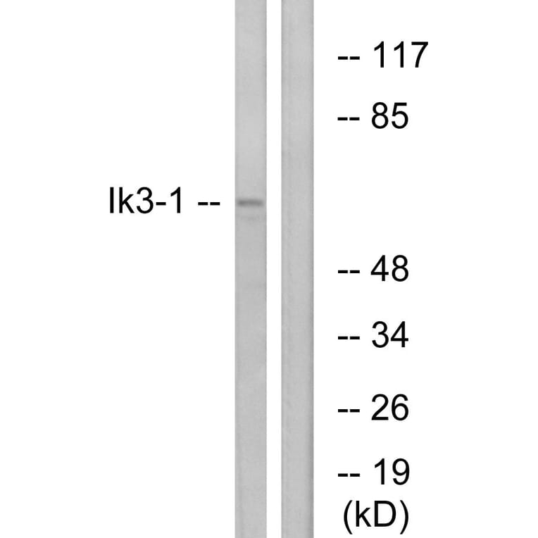 Western Blot - Anti-Ik3-1 Antibody (C12084) - Antibodies.com