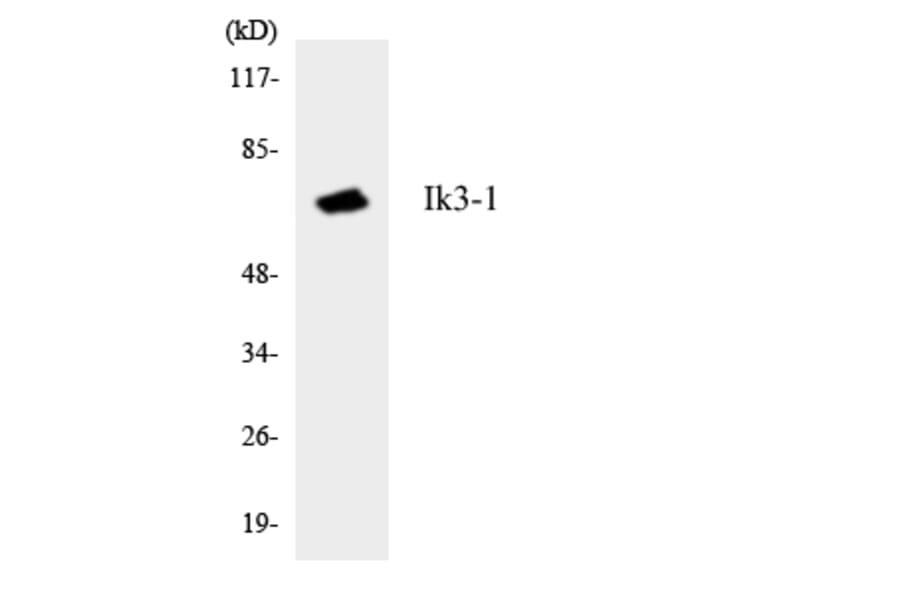 Western Blot - Anti-Ik3-1 Antibody (R12-2915) - Antibodies.com
