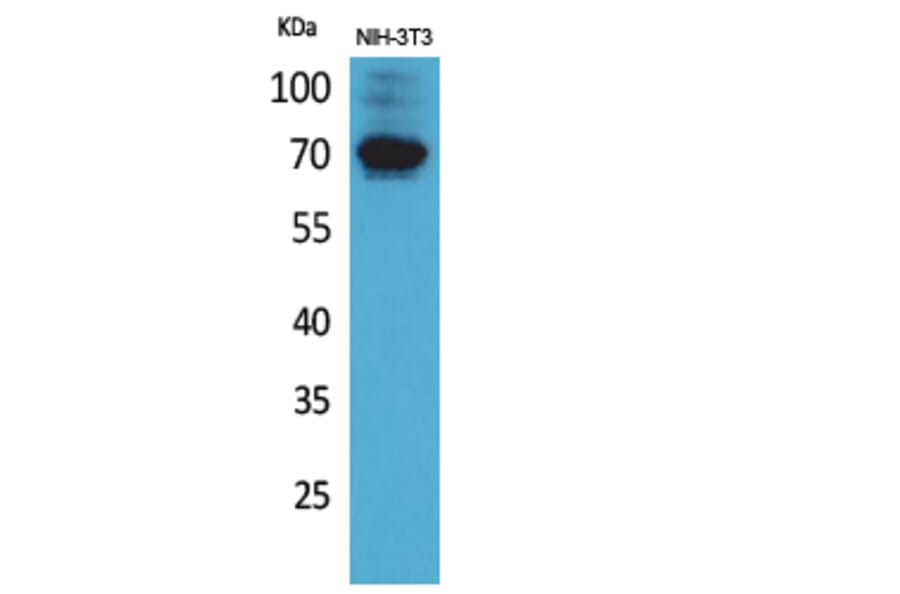 Western Blot - Anti-IGSF8 Antibody (C30567) - Antibodies.com