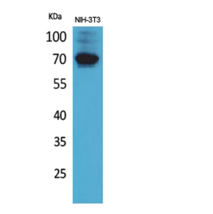 Western Blot - Anti-IGSF8 Antibody (C30567) - Antibodies.com