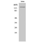 Western Blot - Anti-IFIH1 Antibody (C11646) - Antibodies.com