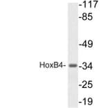 Western Blot - Anti-HoxB4 Antibody (R12-2185) - Antibodies.com