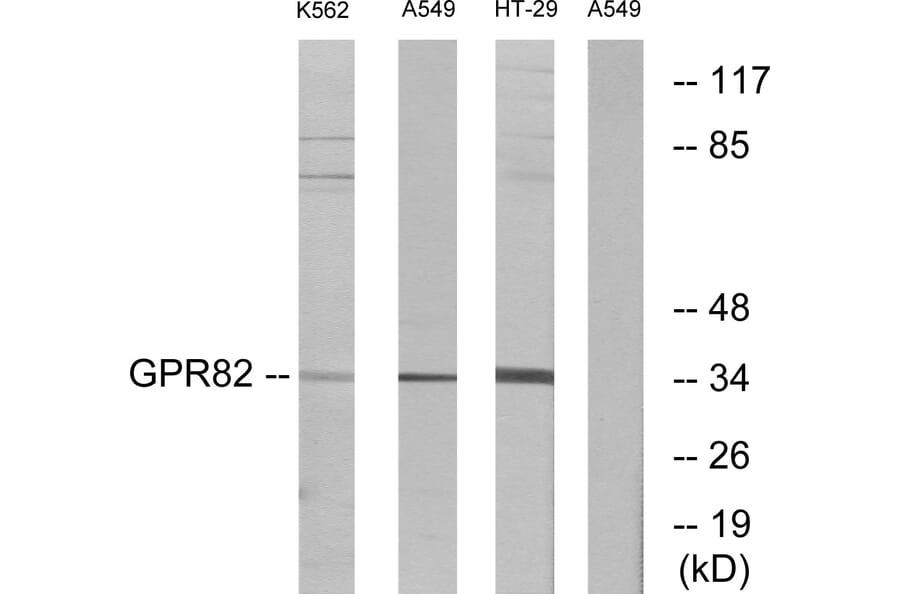 Western Blot - Anti-GPR82 Antibody (G354) - Antibodies.com