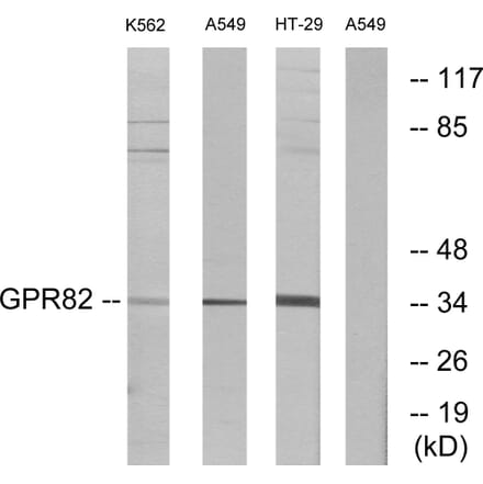 Western Blot - Anti-GPR82 Antibody (G354) - Antibodies.com