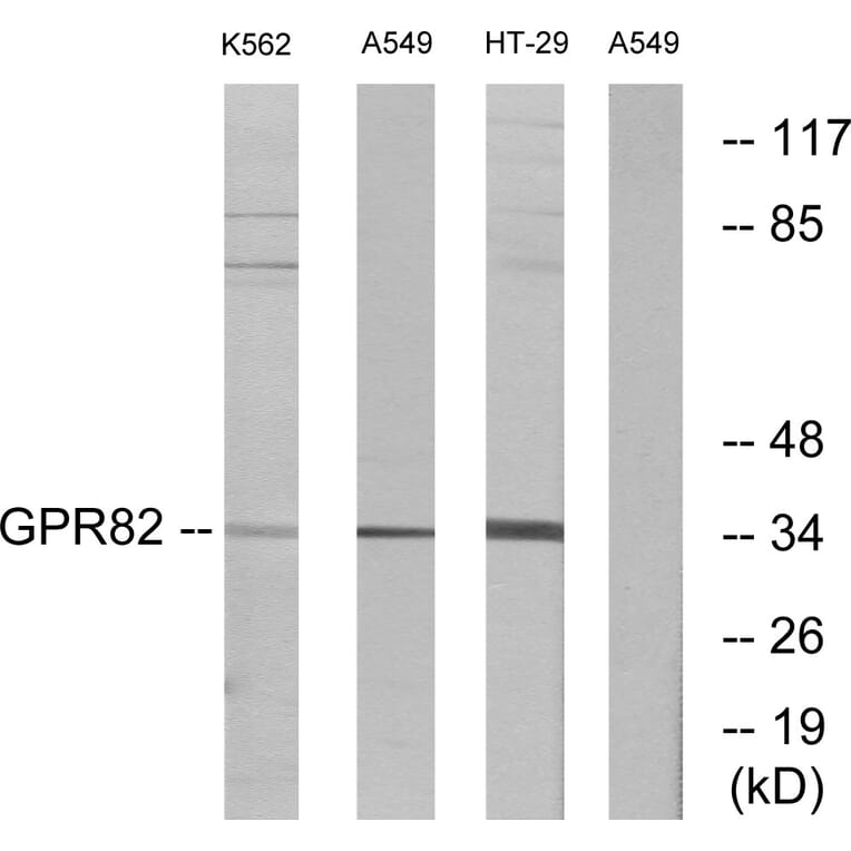 Western Blot - Anti-GPR82 Antibody (G354) - Antibodies.com