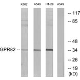 Western Blot - Anti-GPR82 Antibody (G354) - Antibodies.com
