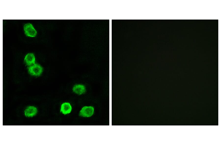Immunofluorescence - Anti-GPR63 Antibody (G349) - Antibodies.com