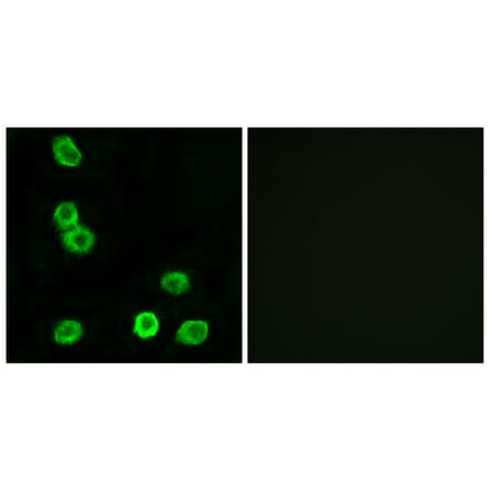 Immunofluorescence - Anti-GPR63 Antibody (G349) - Antibodies.com