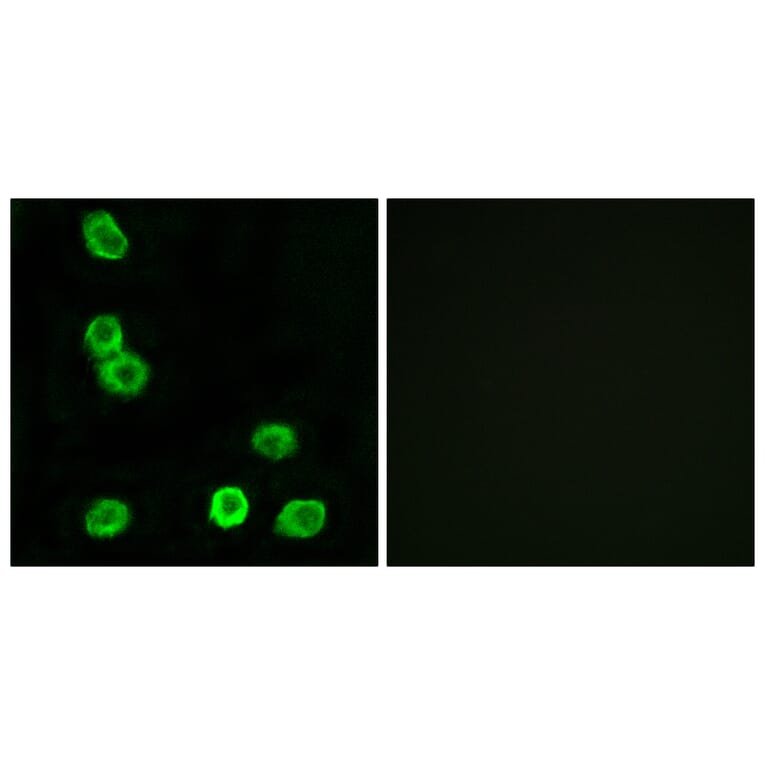 Immunofluorescence - Anti-GPR63 Antibody (G349) - Antibodies.com