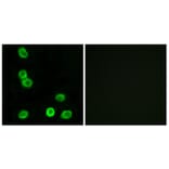 Immunofluorescence - Anti-GPR63 Antibody (G349) - Antibodies.com