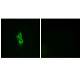 Immunofluorescence - Anti-GPR22 Antibody (G330) - Antibodies.com