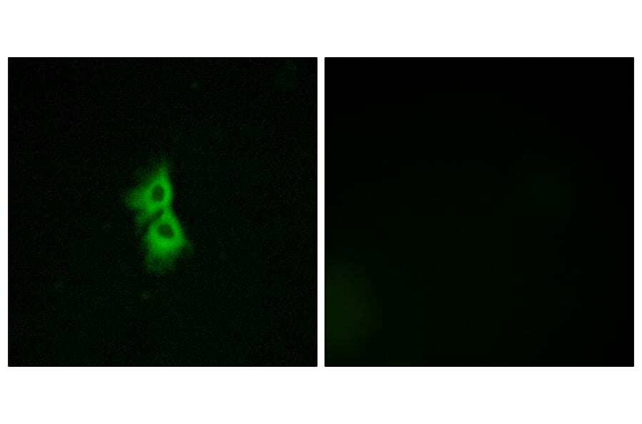 Immunofluorescence - Anti-GPR22 Antibody (G330) - Antibodies.com