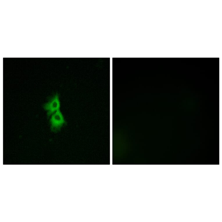 Immunofluorescence - Anti-GPR22 Antibody (G330) - Antibodies.com