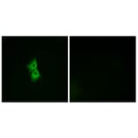 Immunofluorescence - Anti-GPR22 Antibody (G330) - Antibodies.com
