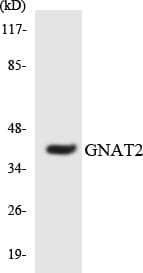 Western blot analysis of the lysates from Jurkat cells using Anti-GNAT2 Antibody.