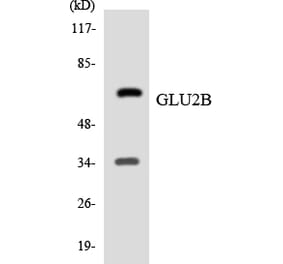Western Blot - Anti-GLU2B Antibody (R12-2817) - Antibodies.com