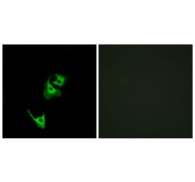 Immunofluorescence - Anti-GLP1R Antibody (G273) - Antibodies.com