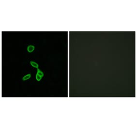 Immunofluorescence - Anti-GALR1 Antibody (G267) - Antibodies.com
