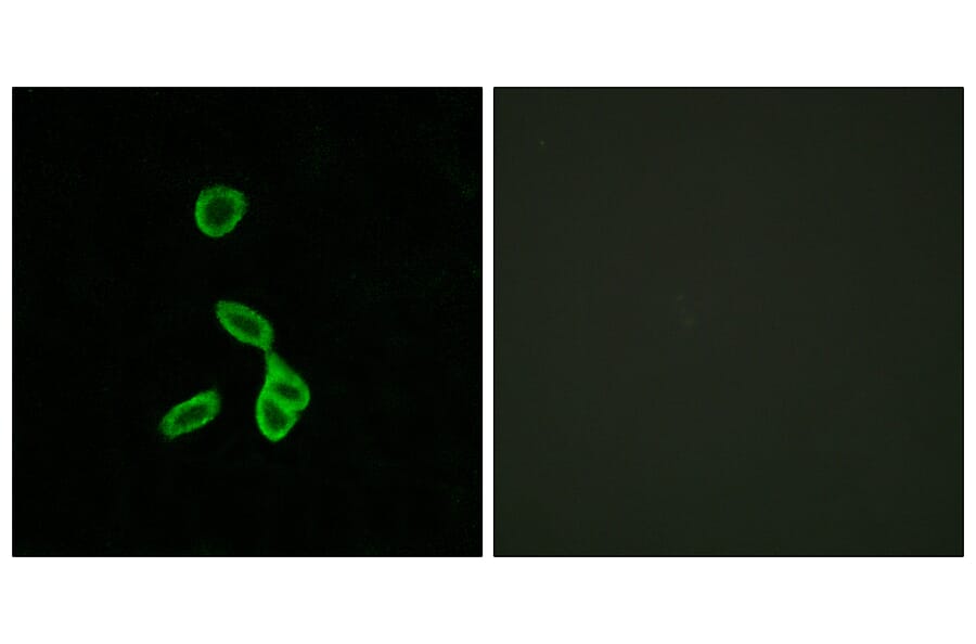 Immunofluorescence - Anti-GALR1 Antibody (G267) - Antibodies.com