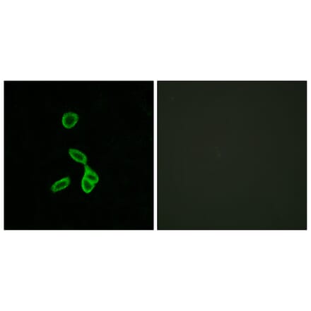 Immunofluorescence - Anti-GALR1 Antibody (G267) - Antibodies.com