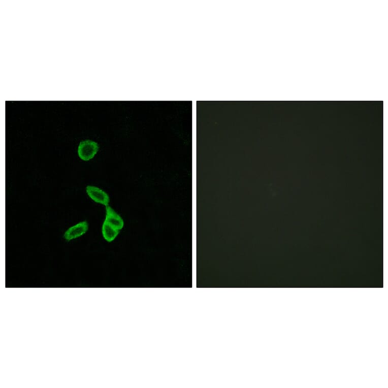 Immunofluorescence - Anti-GALR1 Antibody (G267) - Antibodies.com