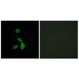 Immunofluorescence - Anti-GALR1 Antibody (G267) - Antibodies.com