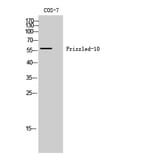 Western Blot - Anti-FZD10 Antibody (G106) - Antibodies.com