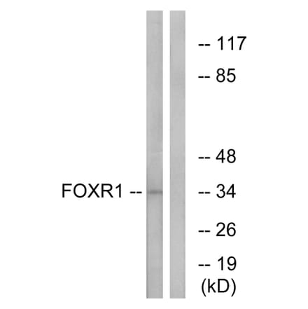 Western Blot - Anti-FOXR1 Antibody (C15804) - Antibodies.com