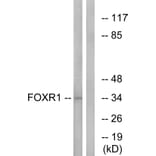 Western Blot - Anti-FOXR1 Antibody (C15804) - Antibodies.com