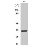 Western Blot - Anti-FOXR1 Antibody (C15804) - Antibodies.com