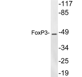 Western Blot - Anti-FoxP3 Antibody (R12-2145) - Antibodies.com