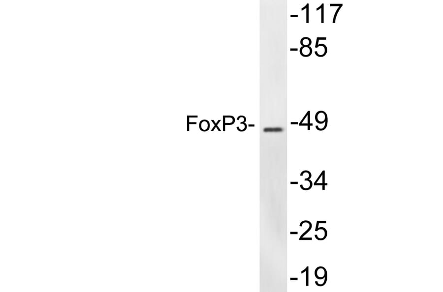 Western Blot - Anti-FoxP3 Antibody (R12-2145) - Antibodies.com