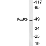 Western Blot - Anti-FoxP3 Antibody (R12-2145) - Antibodies.com