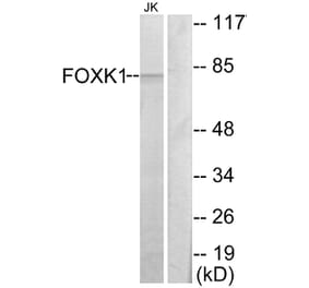 Western Blot - Anti-FOXK1 Antibody (C10811) - Antibodies.com