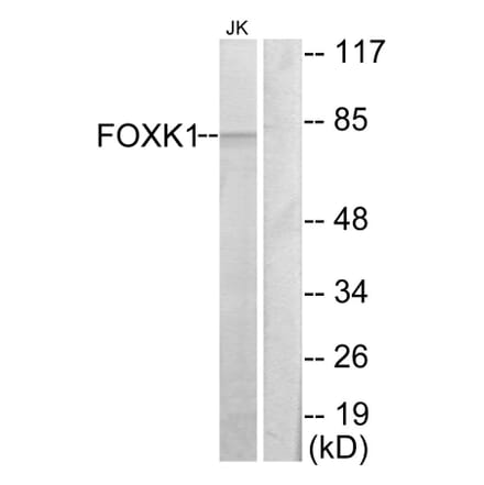 Western Blot - Anti-FOXK1 Antibody (C10811) - Antibodies.com