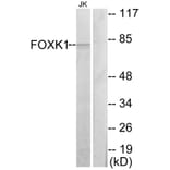 Western Blot - Anti-FOXK1 Antibody (C10811) - Antibodies.com