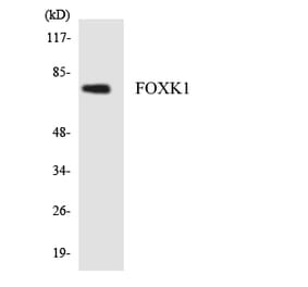 Western Blot - Anti-FOXK1 Antibody (R12-2775) - Antibodies.com