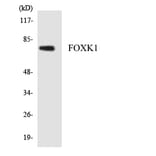 Western Blot - Anti-FOXK1 Antibody (R12-2775) - Antibodies.com