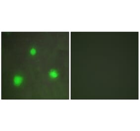 Immunofluorescence - Anti-FOXH1 Antibody (C10188) - Antibodies.com