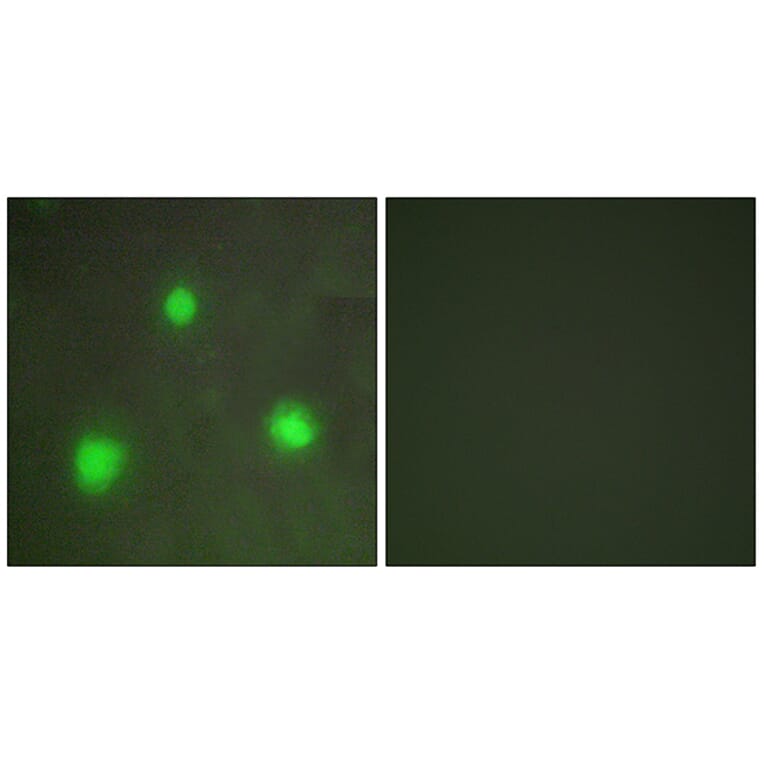 Immunofluorescence - Anti-FOXH1 Antibody (C10188) - Antibodies.com