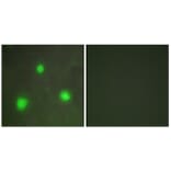 Immunofluorescence - Anti-FOXH1 Antibody (C10188) - Antibodies.com