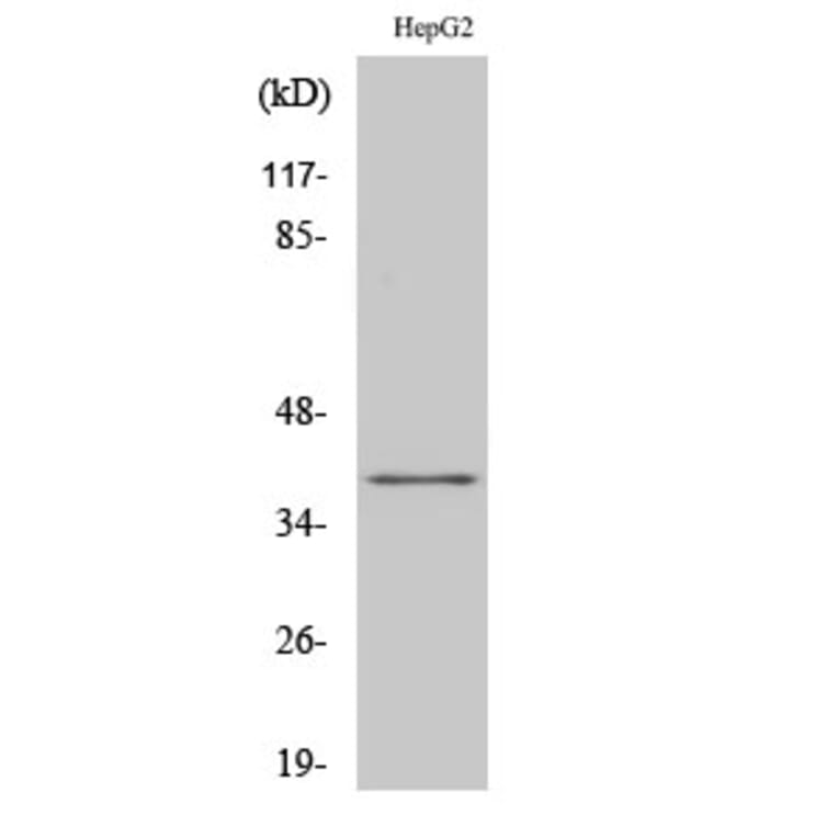 Western Blot - Anti-FOXH1 Antibody (C10188) - Antibodies.com