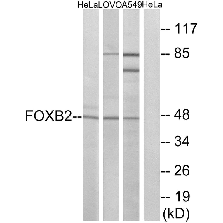 Western Blot - Anti-FOXB2 Antibody (C15767) - Antibodies.com