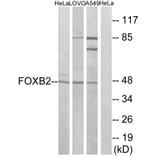 Western Blot - Anti-FOXB2 Antibody (C15767) - Antibodies.com