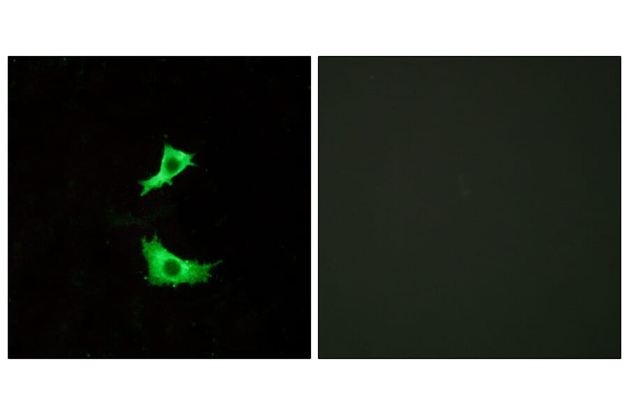 Immunofluorescence - Anti-FFAR3 Antibody (G250) - Antibodies.com