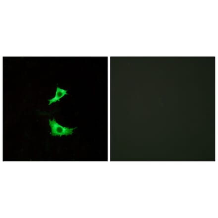 Immunofluorescence - Anti-FFAR3 Antibody (G250) - Antibodies.com