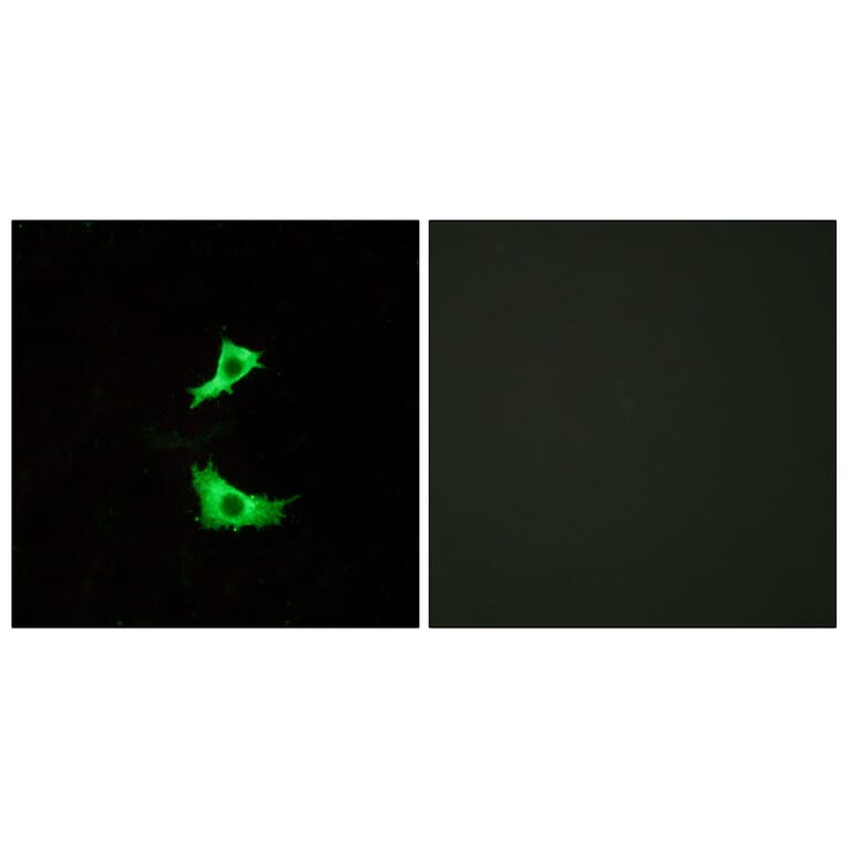 Immunofluorescence - Anti-FFAR3 Antibody (G250) - Antibodies.com