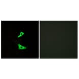 Immunofluorescence - Anti-FFAR3 Antibody (G250) - Antibodies.com