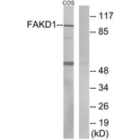 Western Blot - Anti-FAKD1 Antibody (C11173) - Antibodies.com