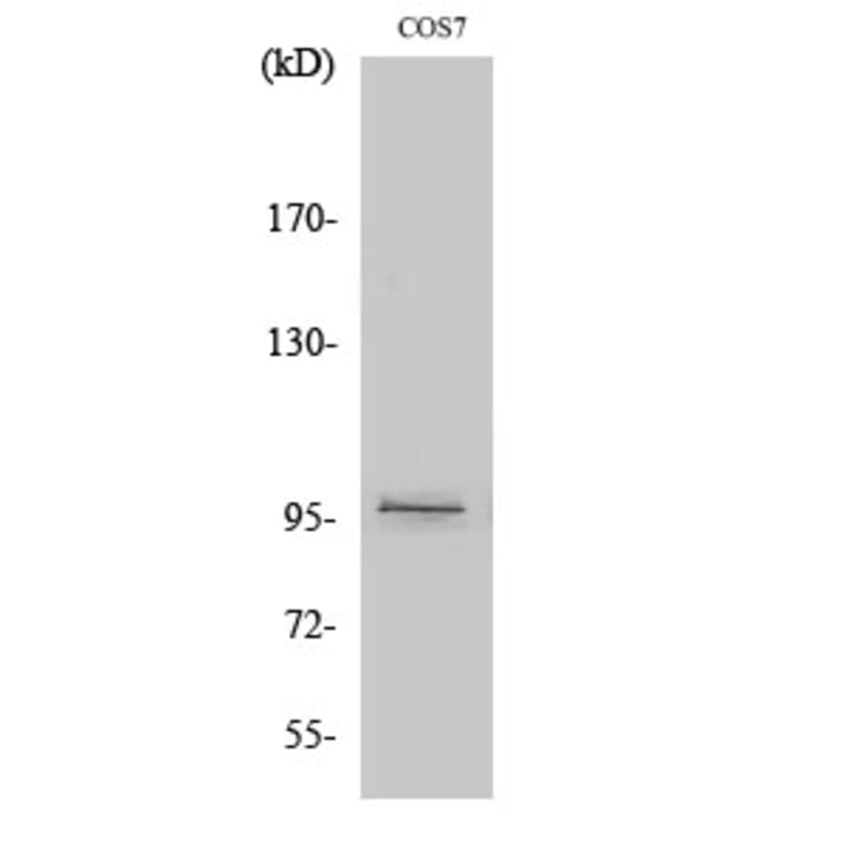 Western Blot - Anti-FAKD1 Antibody (C11173) - Antibodies.com